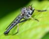 Neoitamus socius